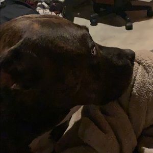 Meet your Posher, Shane